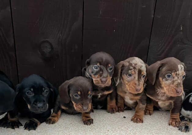 Dachshund puppies Beautiful. 4 boys 3 girls for sale in Leeds, West Yorkshire - Image 5