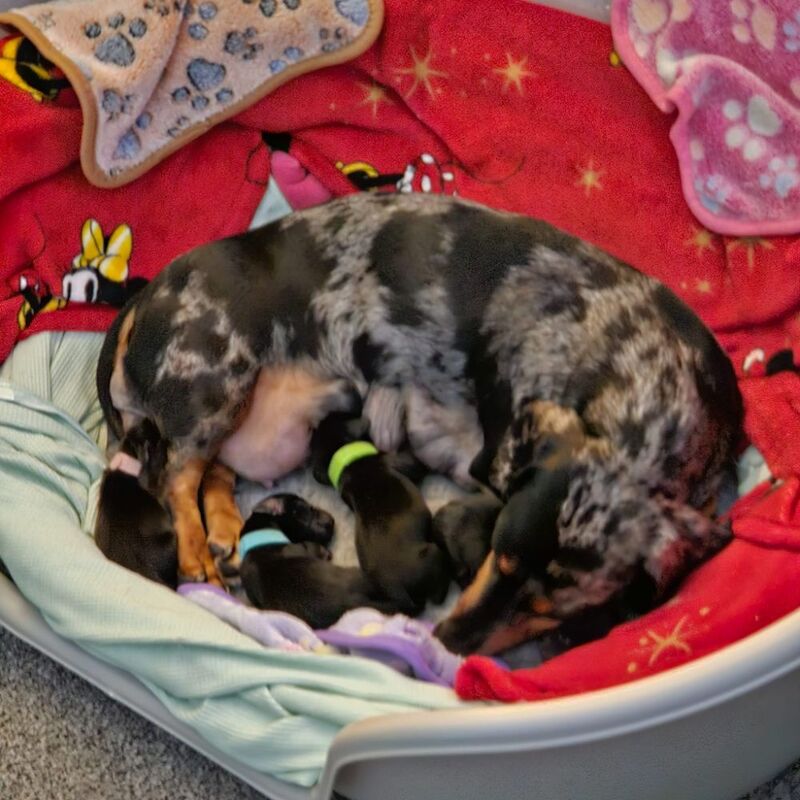 Dachshund Puppies Black and Tan for sale in Tonbridge, Kent