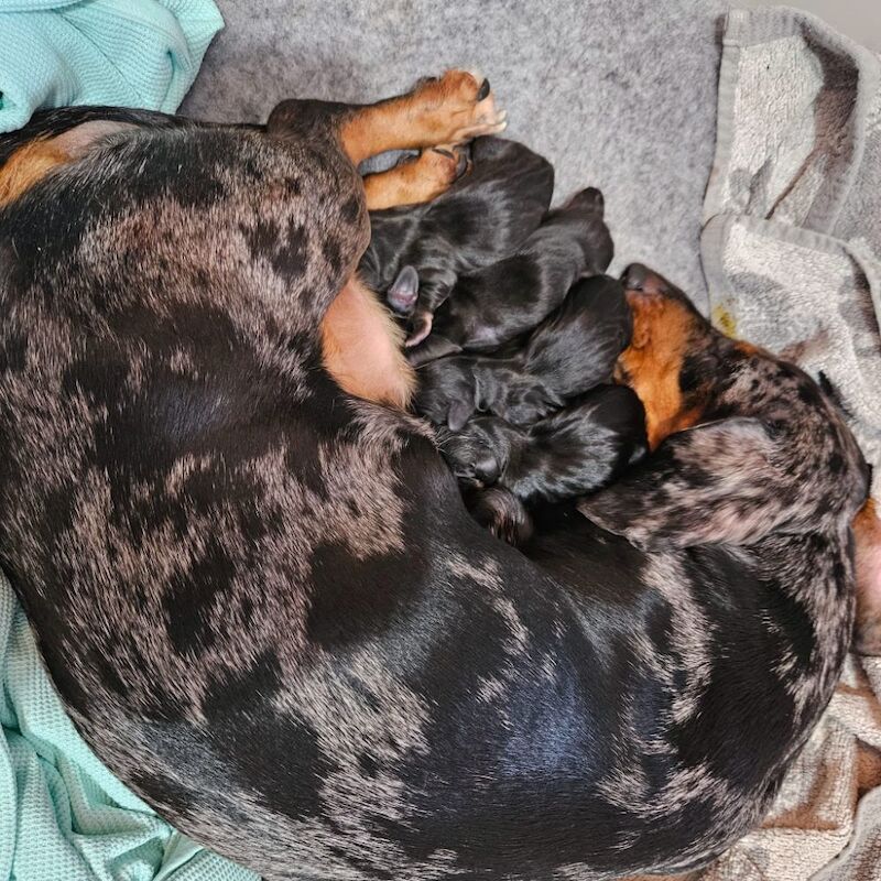 Dachshund Puppies Black and Tan for sale in Tonbridge, Kent - Image 2