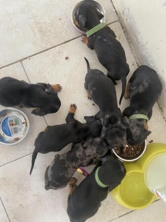 Dachshund puppies dapple and black tan miniature for sale in Wisbech, Cambridgeshire