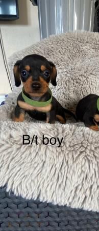 Dachshund puppies dapple and black tan miniature for sale in Wisbech, Cambridgeshire - Image 2
