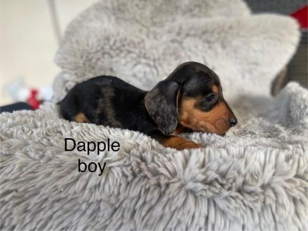 Dachshund puppies dapple and black tan miniature for sale in Wisbech, Cambridgeshire - Image 3