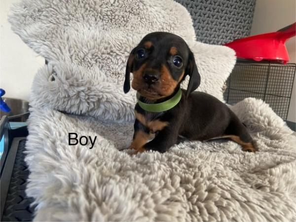 Dachshund puppies dapple and black tan miniature for sale in Wisbech, Cambridgeshire - Image 5
