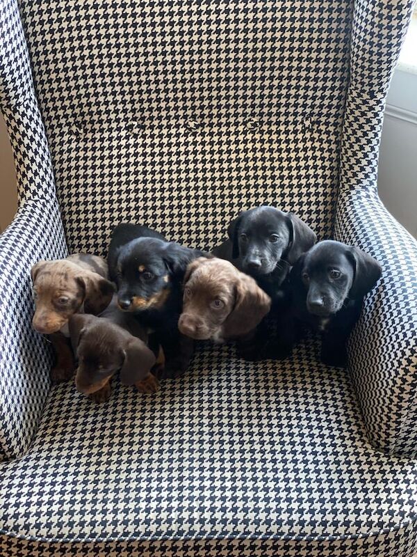 Pure black dachshund puppy for sale in Brighouse, West Yorkshire - Image 3