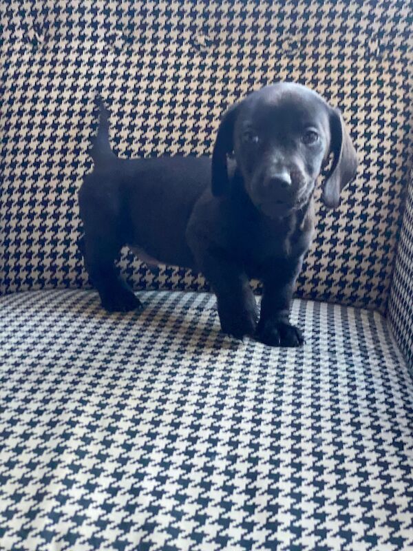 Pure black dachshund puppy for sale in Brighouse, West Yorkshire - Image 1