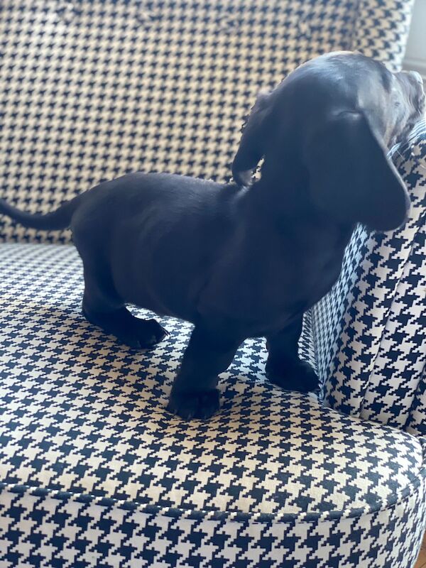 Pure black dachshund puppy for sale in Brighouse, West Yorkshire - Image 2