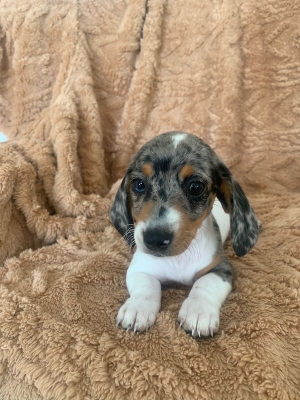 Dachshund Puppies For Sale in Dartford, Kent