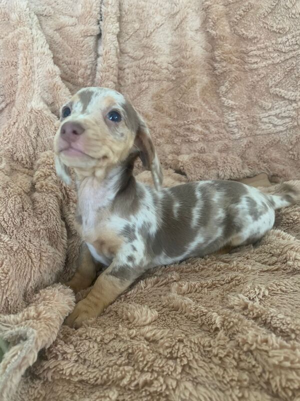 Dachshund Puppies For Sale in Dartford, Kent - Image 3