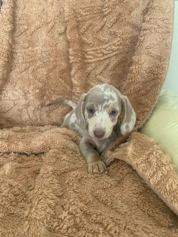 Dachshund Puppies For Sale in Dartford, Kent - Image 4