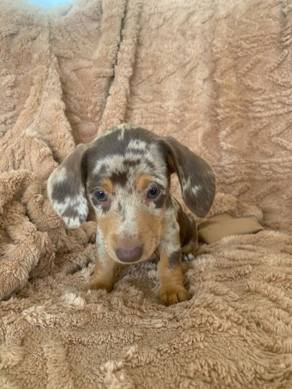 Dachshund Puppies For Sale in Dartford, Kent - Image 6