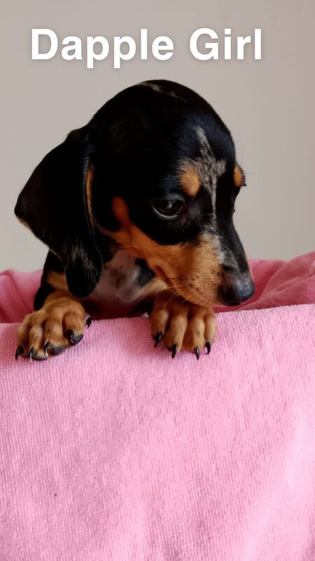 Dachshund puppies for sale in Harlow, Essex