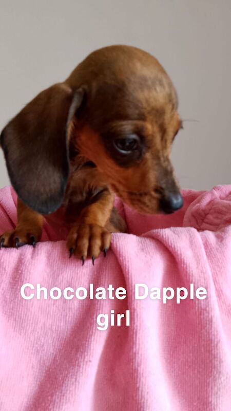 Dachshund puppies for sale in Harlow, Essex - Image 3