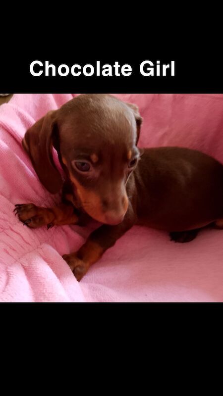 Dachshund puppies for sale in Harlow, Essex - Image 4