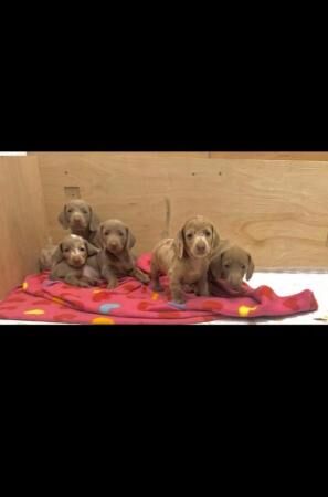 Dachshund puppies for sale in Southampton, Hampshire - Image 1