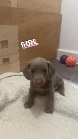 Dachshund puppies for sale in Southampton, Hampshire - Image 2