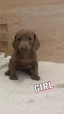 Dachshund puppies for sale in Southampton, Hampshire - Image 3