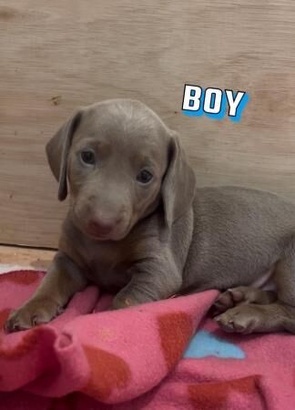 Dachshund puppies for sale in Southampton, Hampshire - Image 4