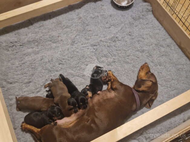 Dachshund puppies for sale in Driffield, East Riding of Yorkshire