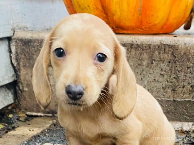 Dachshund puppies for sale in Dungannon, Dungannon