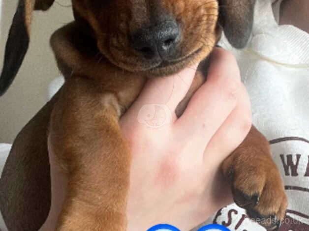 Dachshund puppies for sale in Haverfordwest, Pembrokeshire