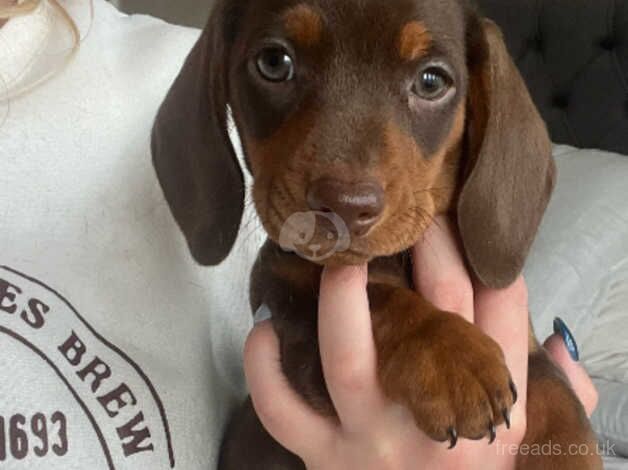 Dachshund puppies for sale in Haverfordwest, Pembrokeshire - Image 2