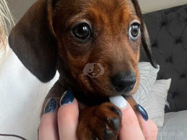 Dachshund puppies for sale in Haverfordwest, Pembrokeshire - Image 4