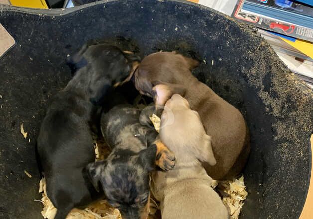 Dachshund puppies for sale in Horley, Surrey