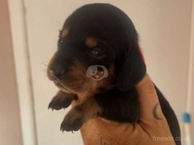 Dachshund puppies for sale in Taunton, Greater Manchester