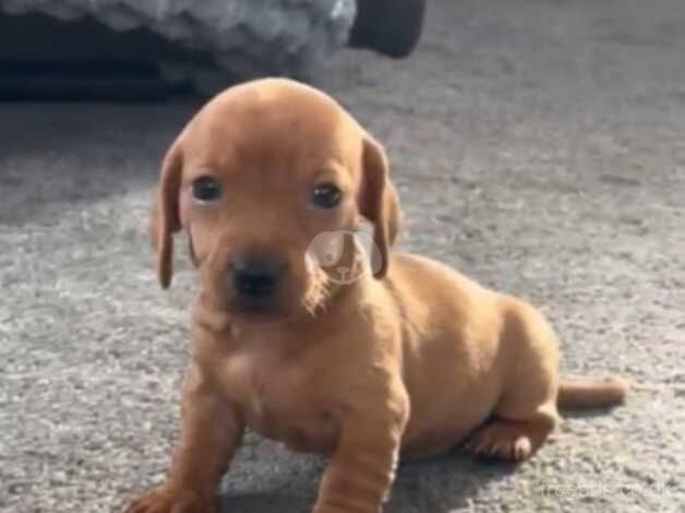 Dachshund puppies for sale in Wakefield, West Yorkshire