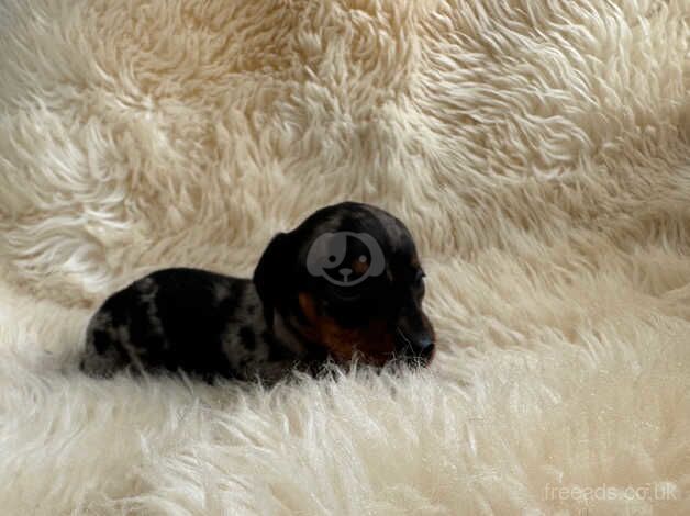 Dachshund puppies for sale in Wickford, Essex - Image 1