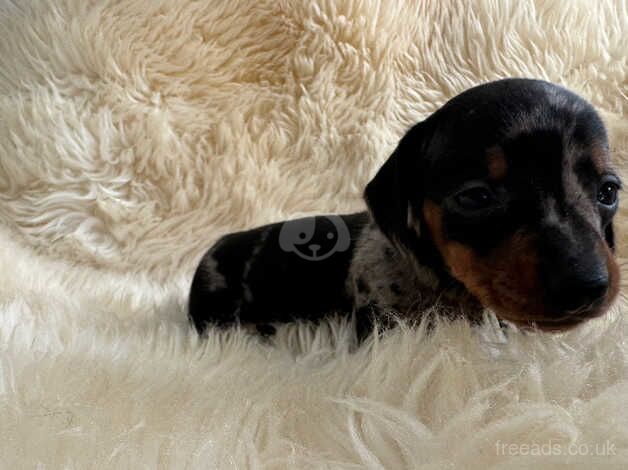 Dachshund puppies for sale in Wickford, Essex - Image 2