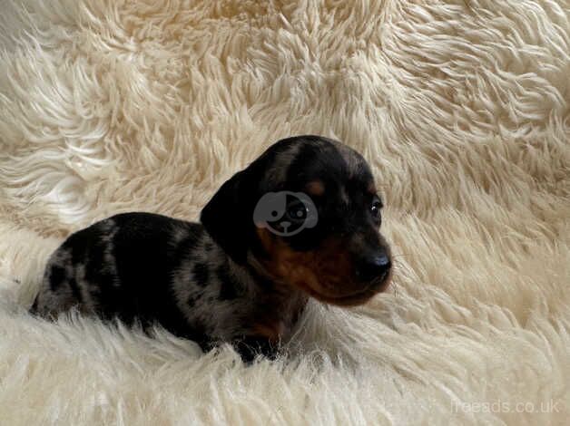 Dachshund puppies for sale in Wickford, Essex - Image 3