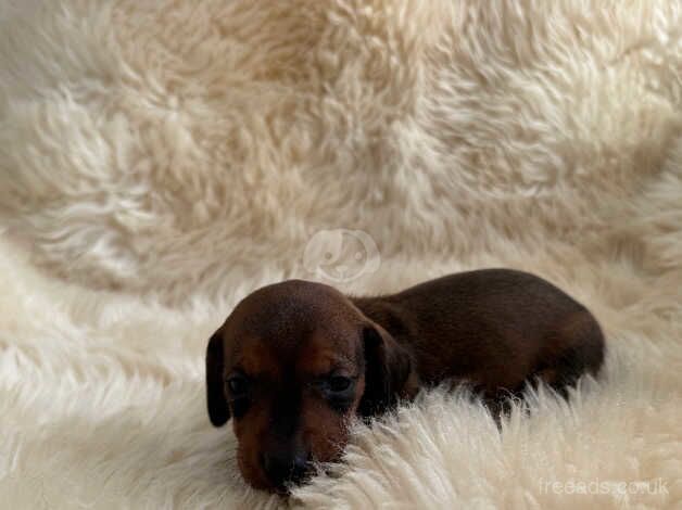 Dachshund puppies for sale in Wickford, Essex - Image 4