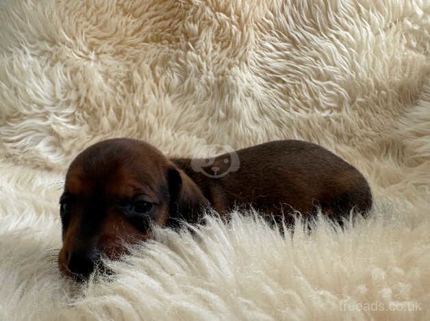 Dachshund puppies for sale in Wickford, Essex - Image 5