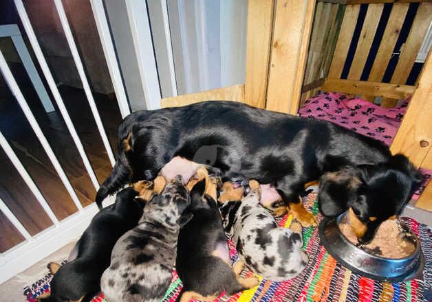 Dachshund puppies for sale in Wiveliscombe, Somerset