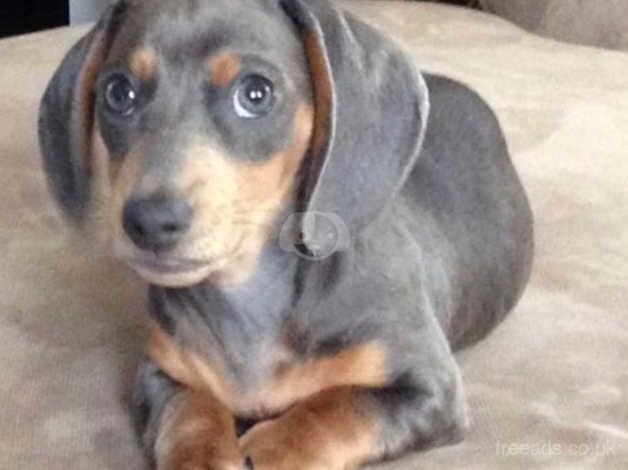 Dachshund puppies for sale ready now for sale in Nottinghamshire