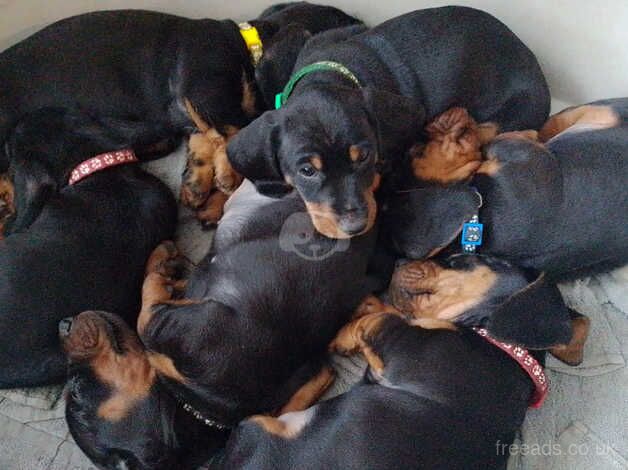 Dachshund puppies for sale in Barnsley, South Yorkshire