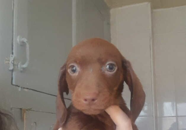 Dachshund puppies for sale in Blackpool, Lancashire