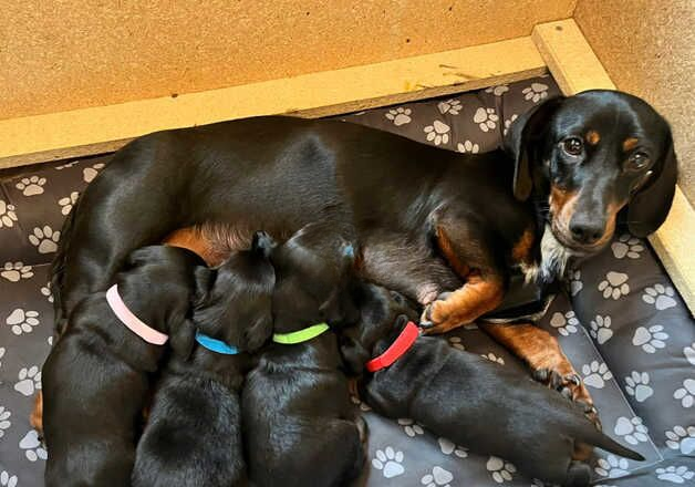 Dachshund puppies for sale in Bristol, Bristol