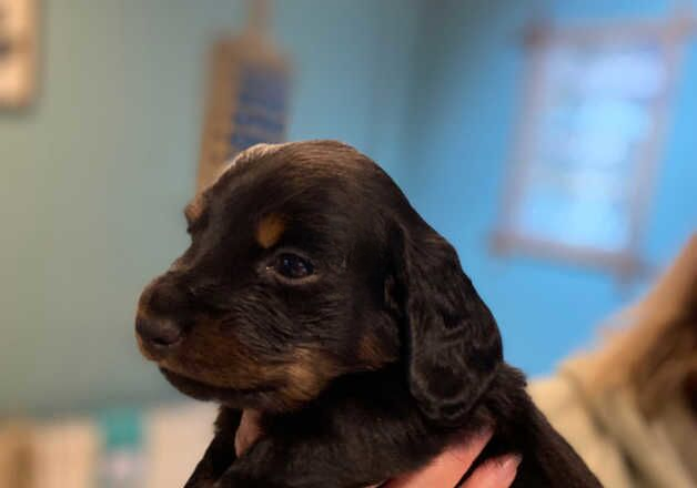 Dachshund puppies for sale in Bristol, Bristol - Image 2