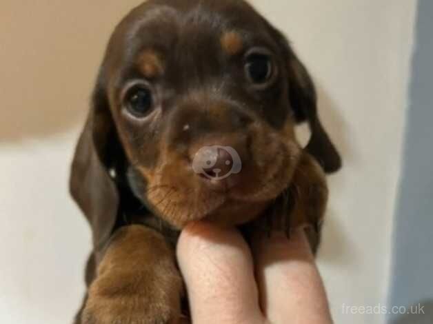 Dachshund puppies for sale in Caerphilly