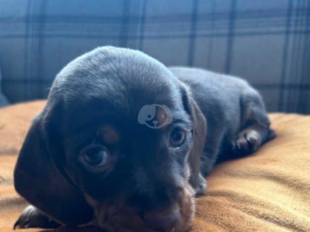 Dachshund puppies for sale in Caerphilly - Image 2