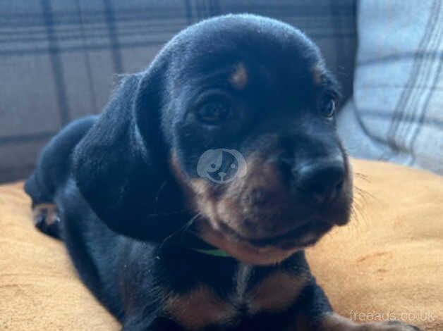 Dachshund puppies for sale in Caerphilly - Image 3