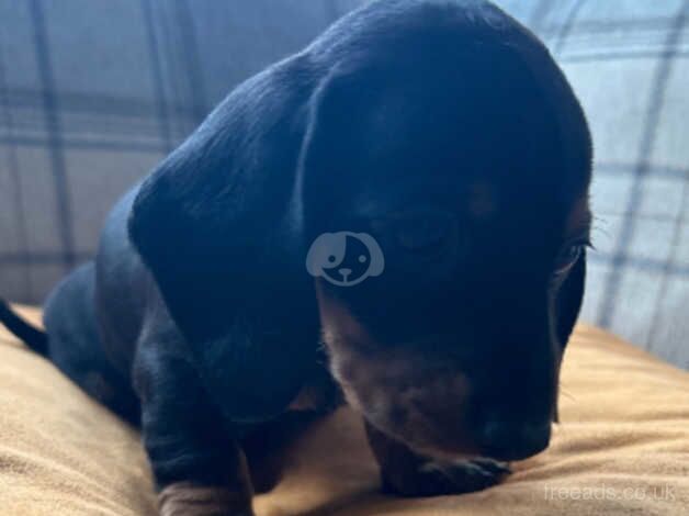 Dachshund puppies for sale in Caerphilly - Image 4