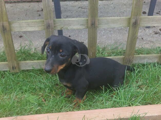 Dachshund puppies for sale in Carmarthen/Caerfyrddin, Carmarthenshire