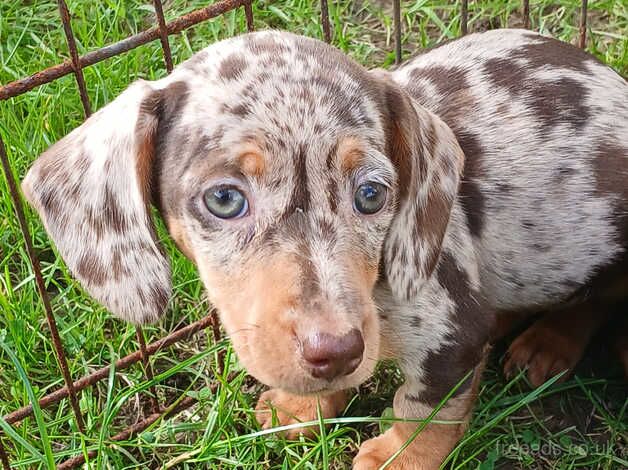 Dachshund puppies for sale in Carmarthen/Caerfyrddin, Carmarthenshire