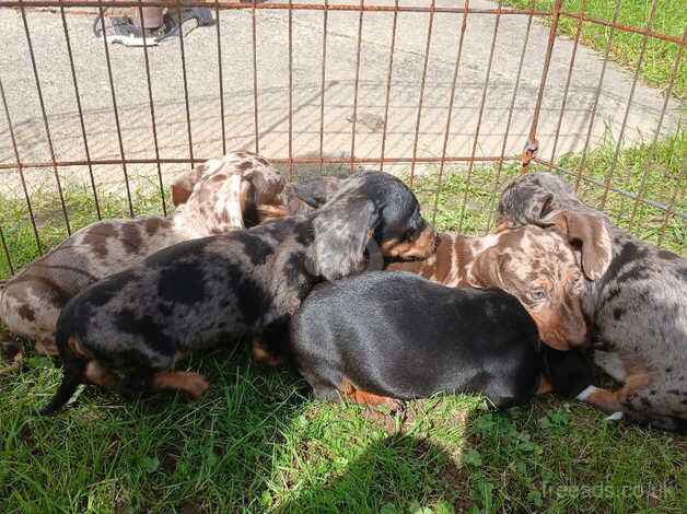 Dachshund puppies for sale in Carmarthen/Caerfyrddin, Carmarthenshire - Image 2