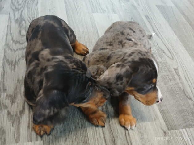 Dachshund puppies for sale in Carmarthen/Caerfyrddin, Carmarthenshire - Image 3