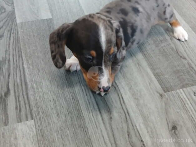 Dachshund puppies for sale in Carmarthen/Caerfyrddin, Carmarthenshire - Image 4