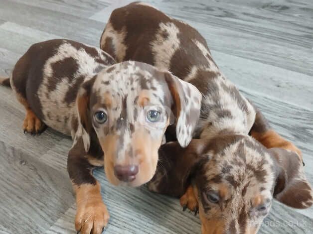 Dachshund puppies for sale in Carmarthen/Caerfyrddin, Carmarthenshire - Image 5